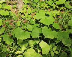 Parasenecio auriculatus