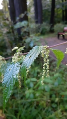 Urtica dioica