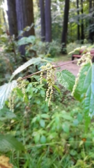 Urtica dioica