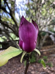 Magnolia × soulangeana