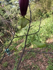 Magnolia × soulangeana