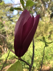 Magnolia × soulangeana