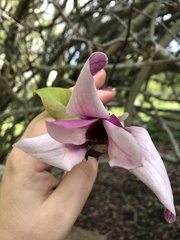 Magnolia × soulangeana