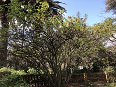 Magnolia × soulangeana