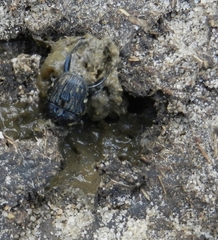 Gymnopleurus koenigi