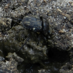 Gymnopleurus koenigi