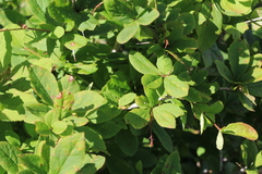 Berberis amurensis