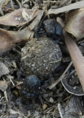 Gymnopleurus koenigi
