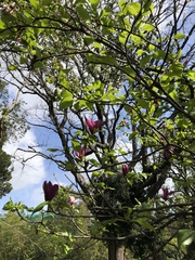 Magnolia × soulangeana
