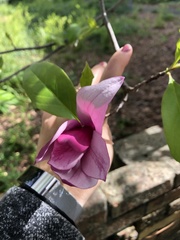 Magnolia × soulangeana