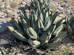 Agave nickelsiae