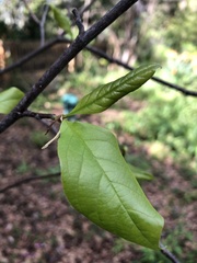 Magnolia × soulangeana