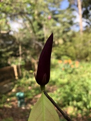 Magnolia × soulangeana