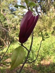 Magnolia × soulangeana