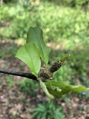 Magnolia × soulangeana