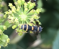Leucospidae