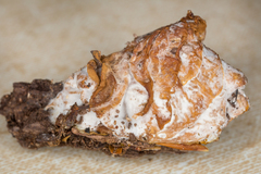 Hypomyces tremellicola