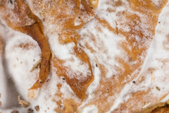 Hypomyces tremellicola