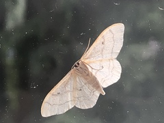 Idaea aversata