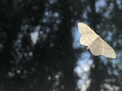 Idaea aversata