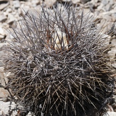 Copiapoa