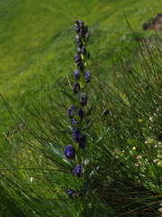 Aconitum tauricum