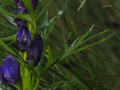 Aconitum tauricum