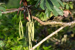 Saucerottia hoffmanni