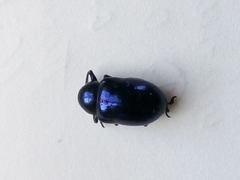 Chrysochus goniostoma