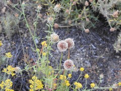 Armeria arenaria