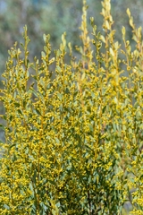 Acacia buxifolia