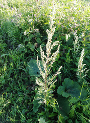 Artemisia vulgaris