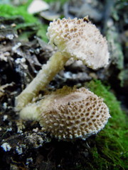 Lepiota jacobi
