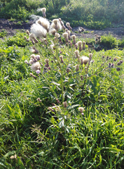 Cirsium arvense