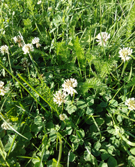 Trifolium repens