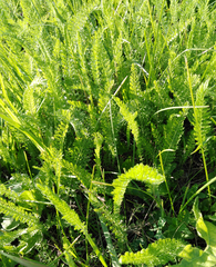 Achillea millefolium