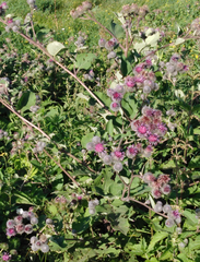 Arctium tomentosum