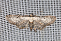 Eupithecia succenturiata