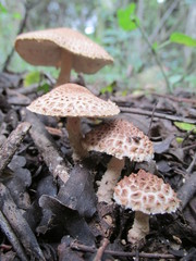 Lepiota jacobi
