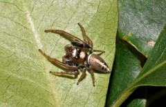 Opisthoncus grassator