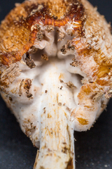 Hypomyces tubariicola