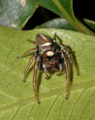 Opisthoncus grassator
