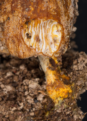 Hypomyces tubariicola