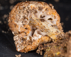 Hypomyces tubariicola