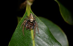 Opisthoncus grassator