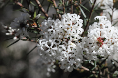 Acrothamnus melaleucoides