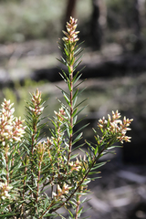 Acrothamnus melaleucoides