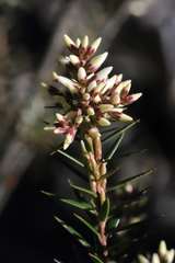 Acrothamnus melaleucoides