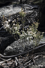 Acrothamnus melaleucoides