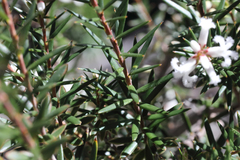 Acrothamnus melaleucoides